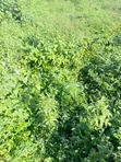 1,914sqm Residential Land for Sale in Guzape - 1