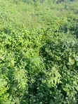 1,914sqm Residential Land for Sale in Guzape - 2