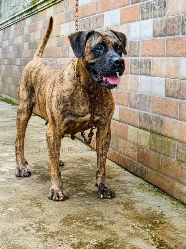 Purebred Boerboel Female Dog - 1+ Year Old - 1