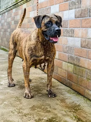 Purebred Boerboel Female Dog - 1+ Year Old