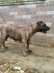 Purebred Boerboel Female Dog - 1+ Year Old - 2
