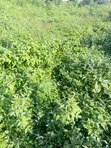 10 Hectares Mixed-Use Land for Sale, Guzape 2 - 1