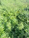 10 Hectares Mixed-Use Land for Sale, Guzape 2 - 2