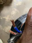 6mm DC Solar Cable/Wire - 1