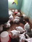 Six Weeks+ Broiler Chicken (2.4kg) - 1