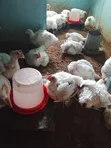 Six Weeks+ Broiler Chicken (2.4kg) - 2