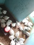 Six Weeks+ Broiler Chicken (2.4kg) - 3