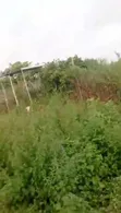 10 Acres Fertile Farmland for Sale, Soku Fashola Area, Iseyin - 2