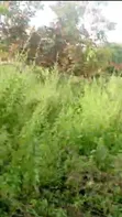 10 Acres Fertile Farmland for Sale, Soku Fashola Area, Iseyin - 3