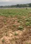 Distress Sale: 3275sqm Land in Kaura, Abuja - 1