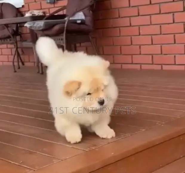 Yar Akuya Mai Tsarki (Chow Chow) Mace (Wata 3-6) - 1