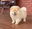 Yar Akuya Mai Tsarki (Chow Chow) Mace (Wata 3-6) - 2