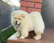 Yar Akuya Mai Tsarki (Chow Chow) Mace (Wata 3-6) - 3