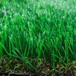 Brand New Turkish Grass Carpet - 2