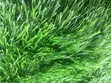 Brand New Turkish Grass Carpet - 3