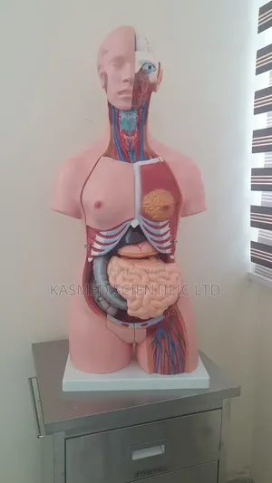 Human Torso Anatomical Model - Unisex