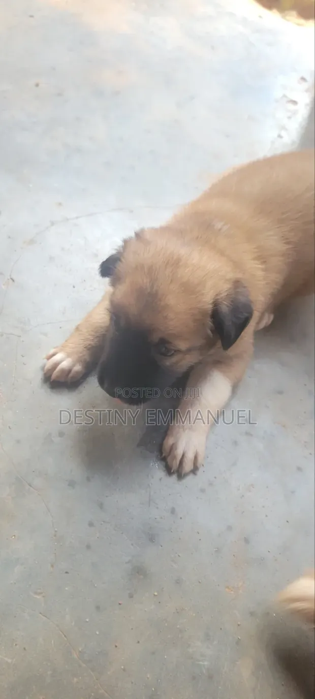 Yar German Shepherd Mai Gauraye (Wata 0-1) - 1