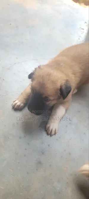 Yar German Shepherd Mai Gauraye (Wata 0-1)