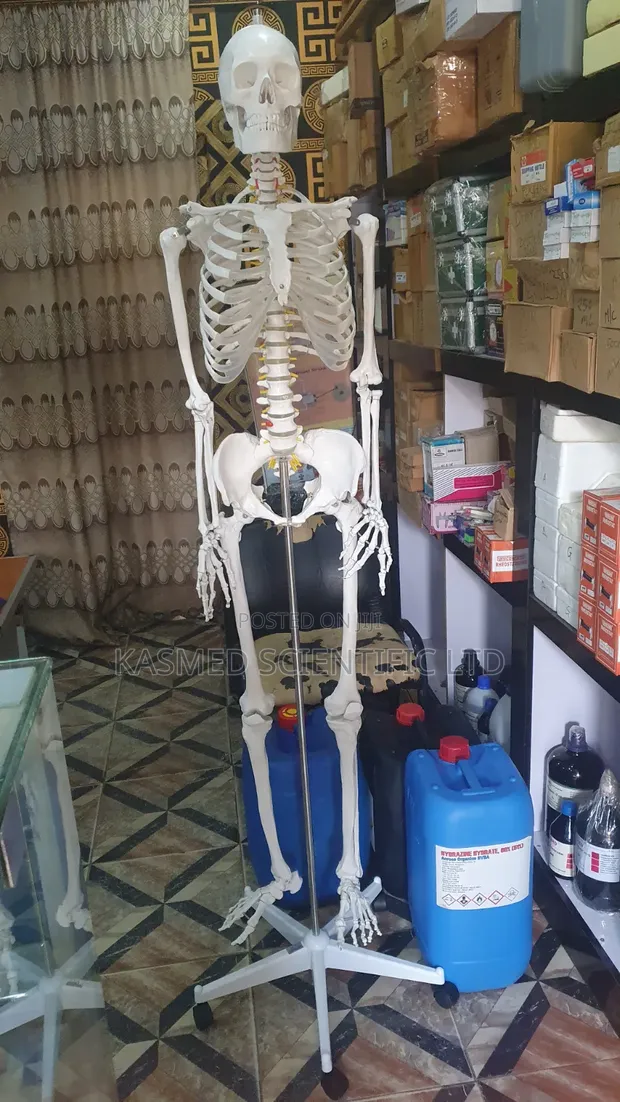 Adult Human Skeleton (180cm) - Laboratory Equipment - 1