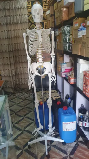 Adult Human Skeleton (180cm) - Laboratory Equipment
