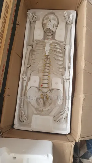 Adult Human Skeleton (180cm) - Laboratory Equipment