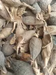 Alligator Pepper - 1