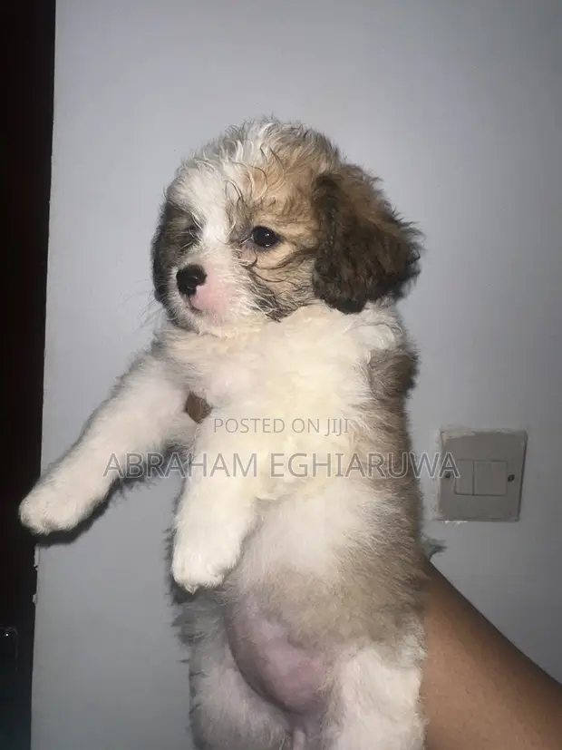 Purebred Lhasa Apso Puppy - 1-3 Months Old - 1