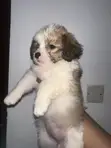 Purebred Lhasa Apso Puppy - 1-3 Months Old - 1