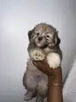 Purebred Lhasa Apso Puppy - 1-3 Months Old - 2