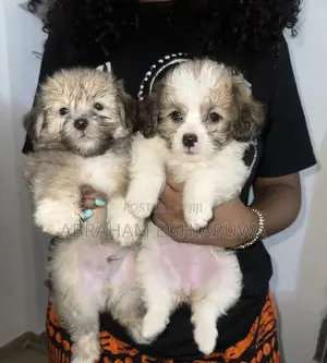 Purebred Lhasa Apso Puppy - 1-3 Months Old