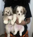 Purebred Lhasa Apso Puppy - 1-3 Months Old - 3