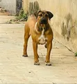 Dan Karamin Boerboel Mai Tsarki, Wata 3-6 Namiji - 1
