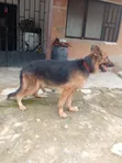 Dan Karamin Boerboel Mai Tsarki, Wata 3-6 Namiji - 2
