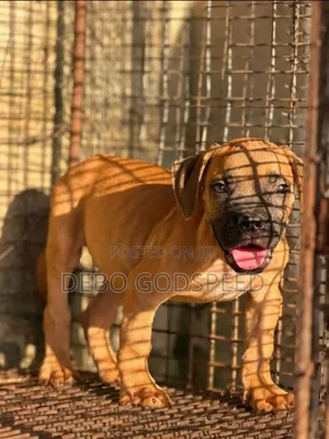 Dan Karamin Boerboel Mai Tsarki, Wata 3-6 Namiji