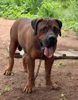 Dan Karamin Boerboel Mai Tsarki, Wata 3-6 Namiji - 4