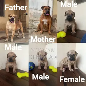 Purebred Boerboel Puppies - 1-3 Months Old