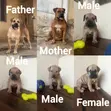 Purebred Boerboel Puppies - 1-3 Months Old - 1