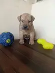 Purebred Boerboel Puppies - 1-3 Months Old - 2