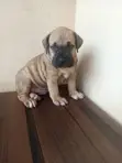 Purebred Boerboel Puppies - 1-3 Months Old - 3