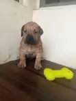 Purebred Boerboel Puppies - 1-3 Months Old - 4