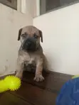 Purebred Boerboel Puppies - 1-3 Months Old - 5
