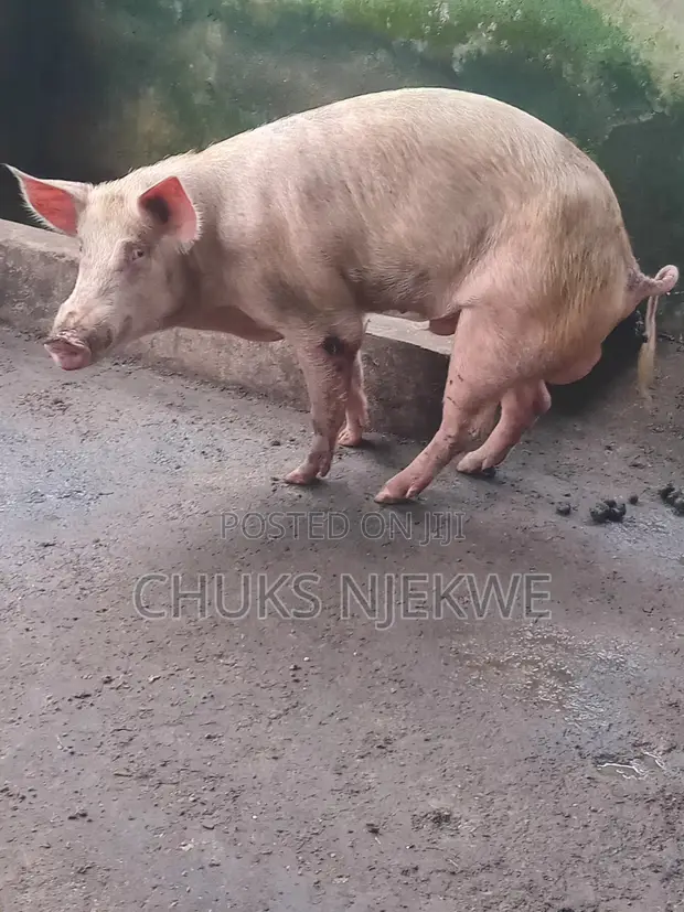 Landrace Largewhite Pigs - 1
