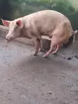 Landrace Largewhite Pigs - 1