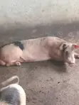 Landrace Largewhite Pigs - 2
