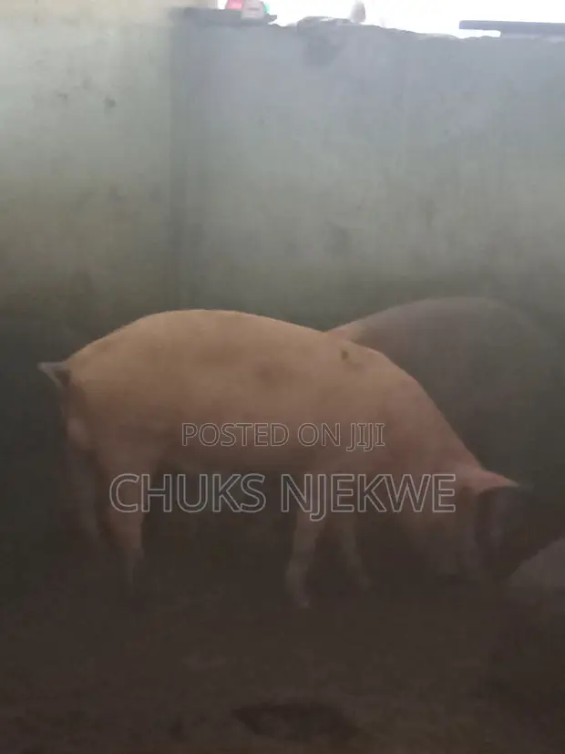 Large White Pig - 1