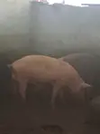 Large White Pig - 1