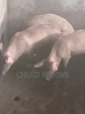 Large White Pig