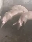 Large White Pig - 2
