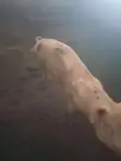 Large White Pig - 3