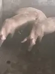 Large White Pig - 4